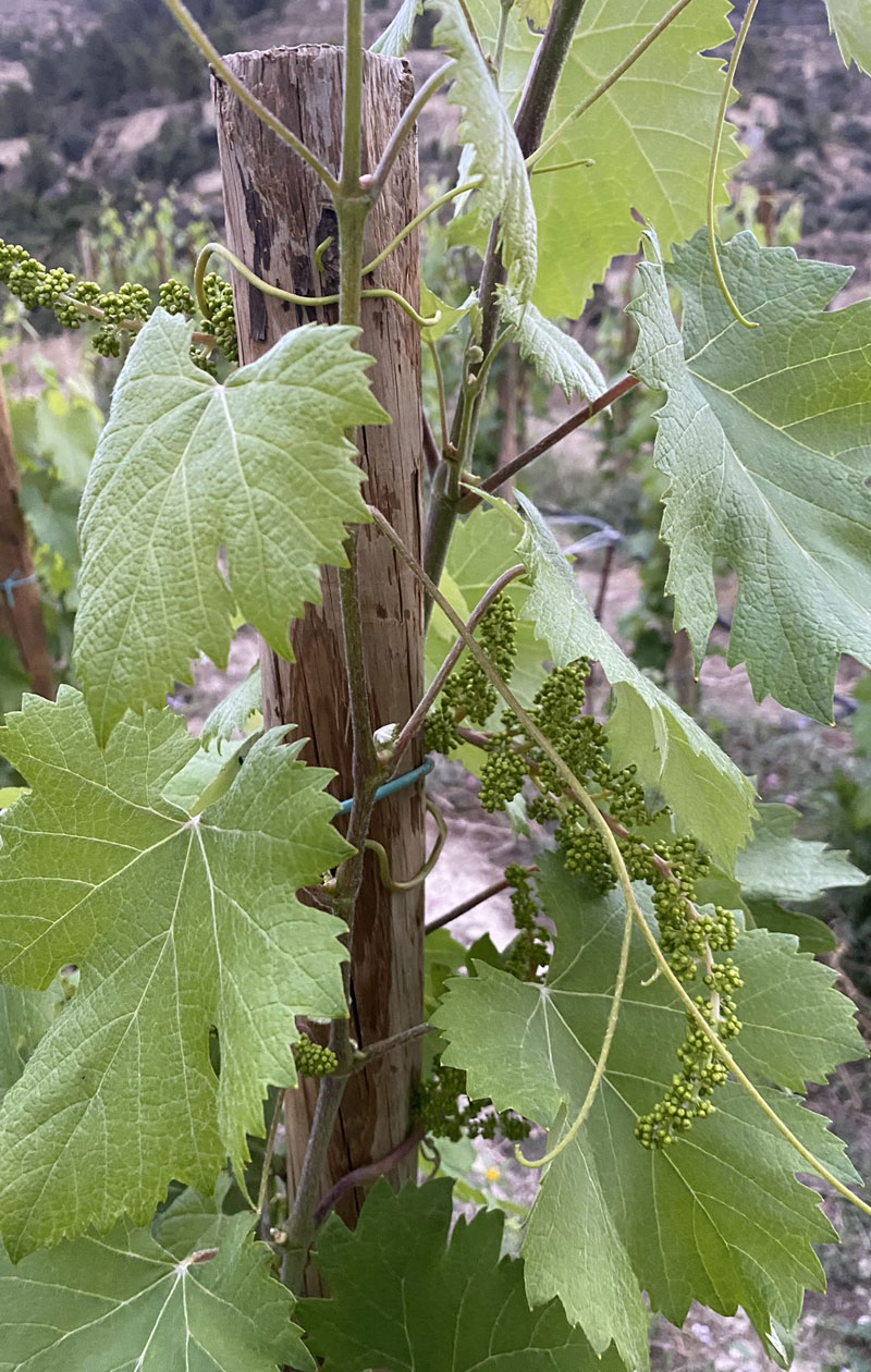 Bodegas David Berenguer